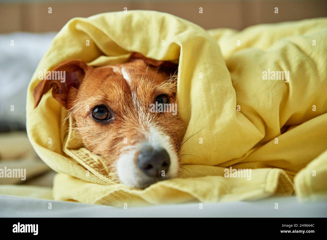 Un perro aburrido y triste yace en la cama. Las mascotas se calientan bajo la manta en el dormitorio. Cuidado de mascotas Foto de stock