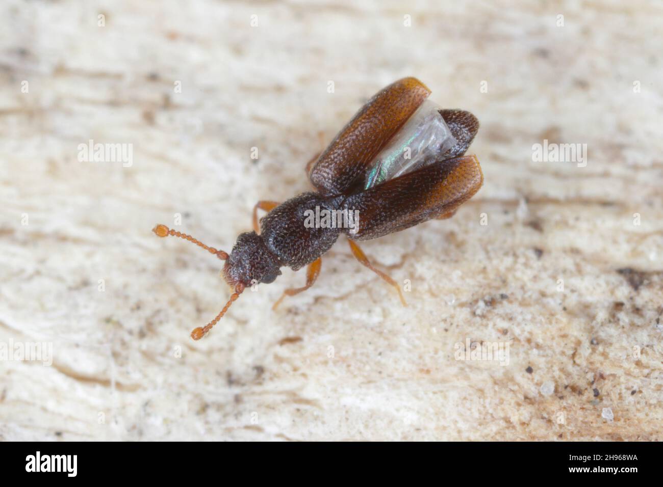 Monotoma longicollis es una especie de coleóptero (insecto del orden Coleoptera) de la familia Meloidae. A veces una plaga de almacenamiento. Foto de stock