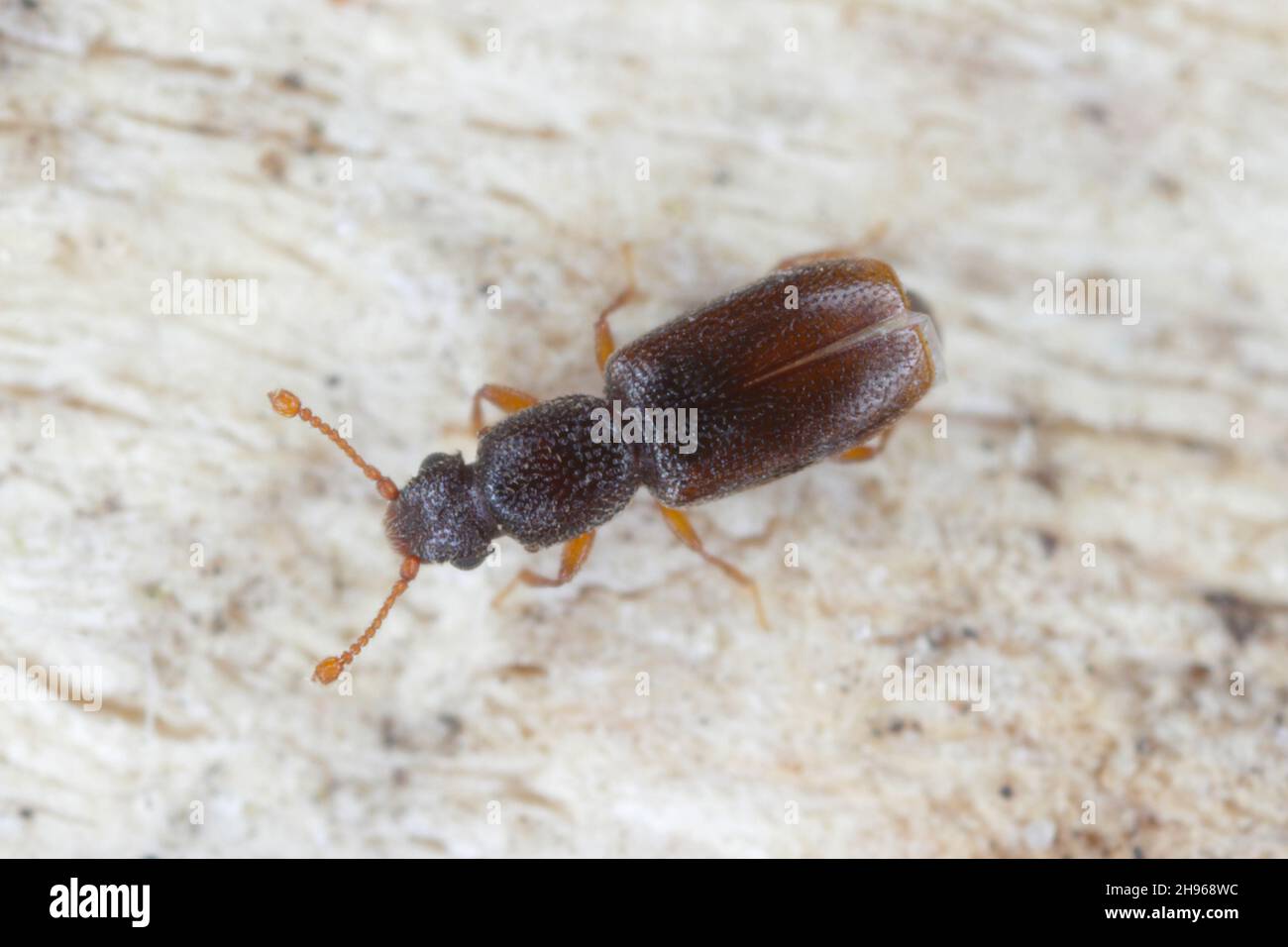 Monotoma longicollis es una especie de coleóptero (insecto del orden Coleoptera) de la familia Meloidae. A veces una plaga de almacenamiento. Foto de stock