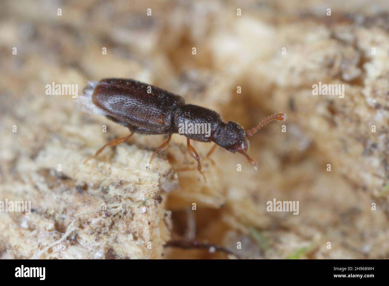 Monotoma longicollis es una especie de coleóptero (insecto del orden Coleoptera) de la familia Meloidae. A veces una plaga de almacenamiento. Foto de stock