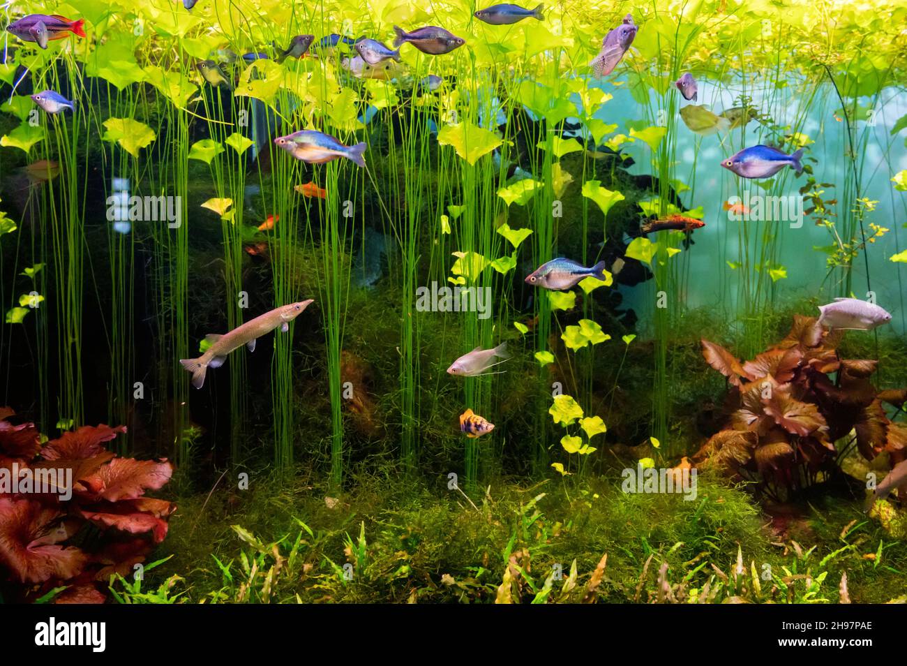Acuario hecho a sí mismo lleno de plantas de río y diferentes peces  pequeños Fotografía de stock - Alamy