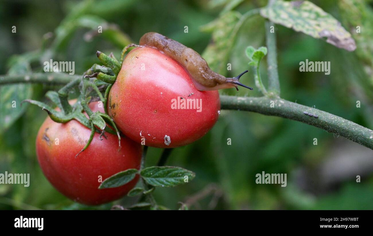 un primer plano de una plaga de tomate en un jardín fresco. Los insectos destruyen los frutos verdes y que maduran. Además, las babosas transportan infecciones entre las plantas. Una disminución significativa en la pérdida de productividad del rendimiento. Foto de stock