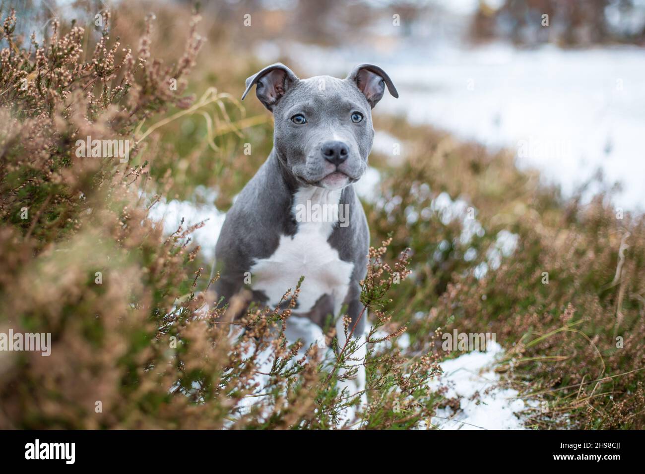 Blue American Staffordshire Terrier cachorro Fotografía de stock - Alamy