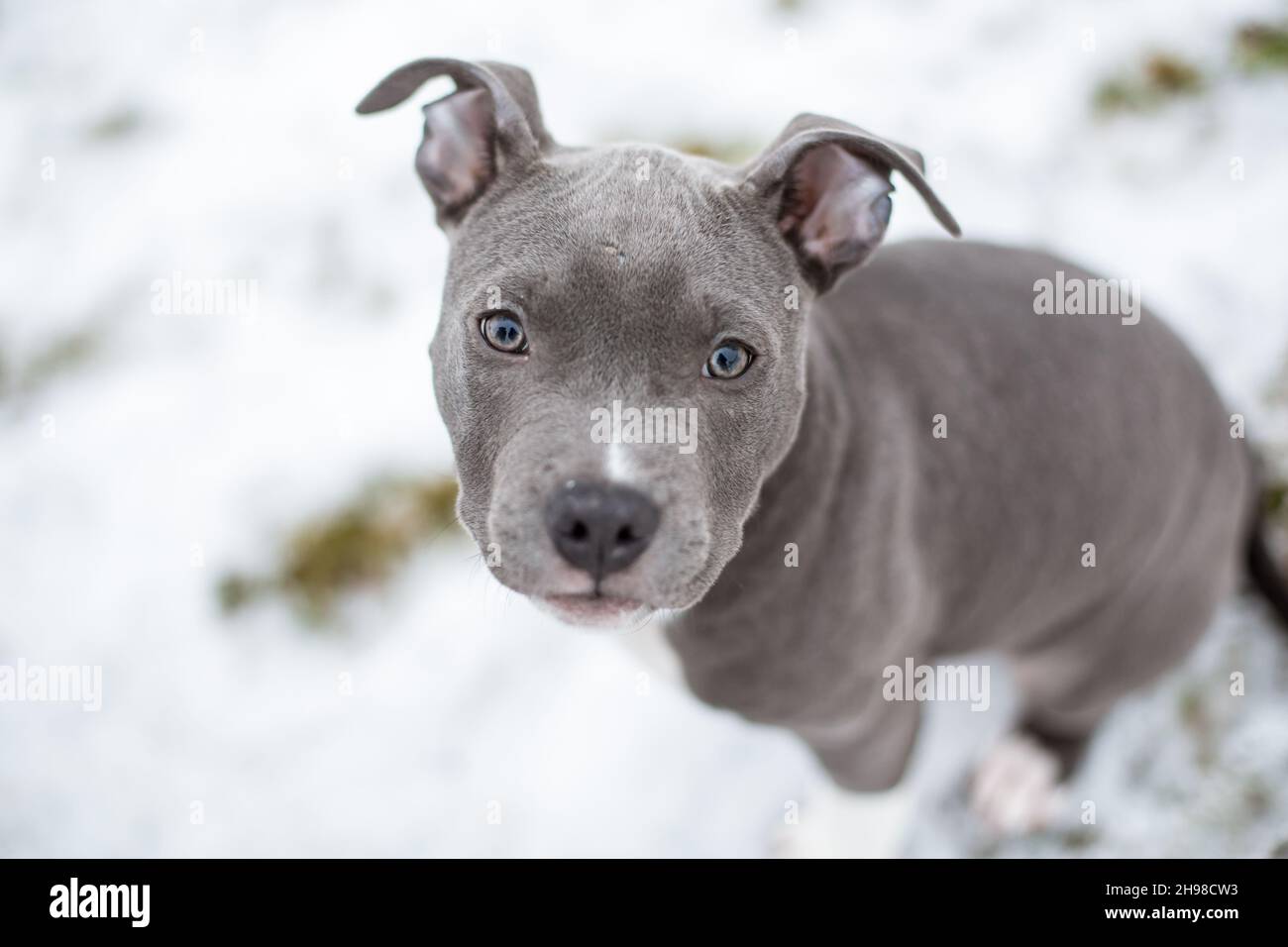 Competir Sobretodo Espera un minuto Blue American Staffordshire Terrier cachorro Fotografía de stock - Alamy