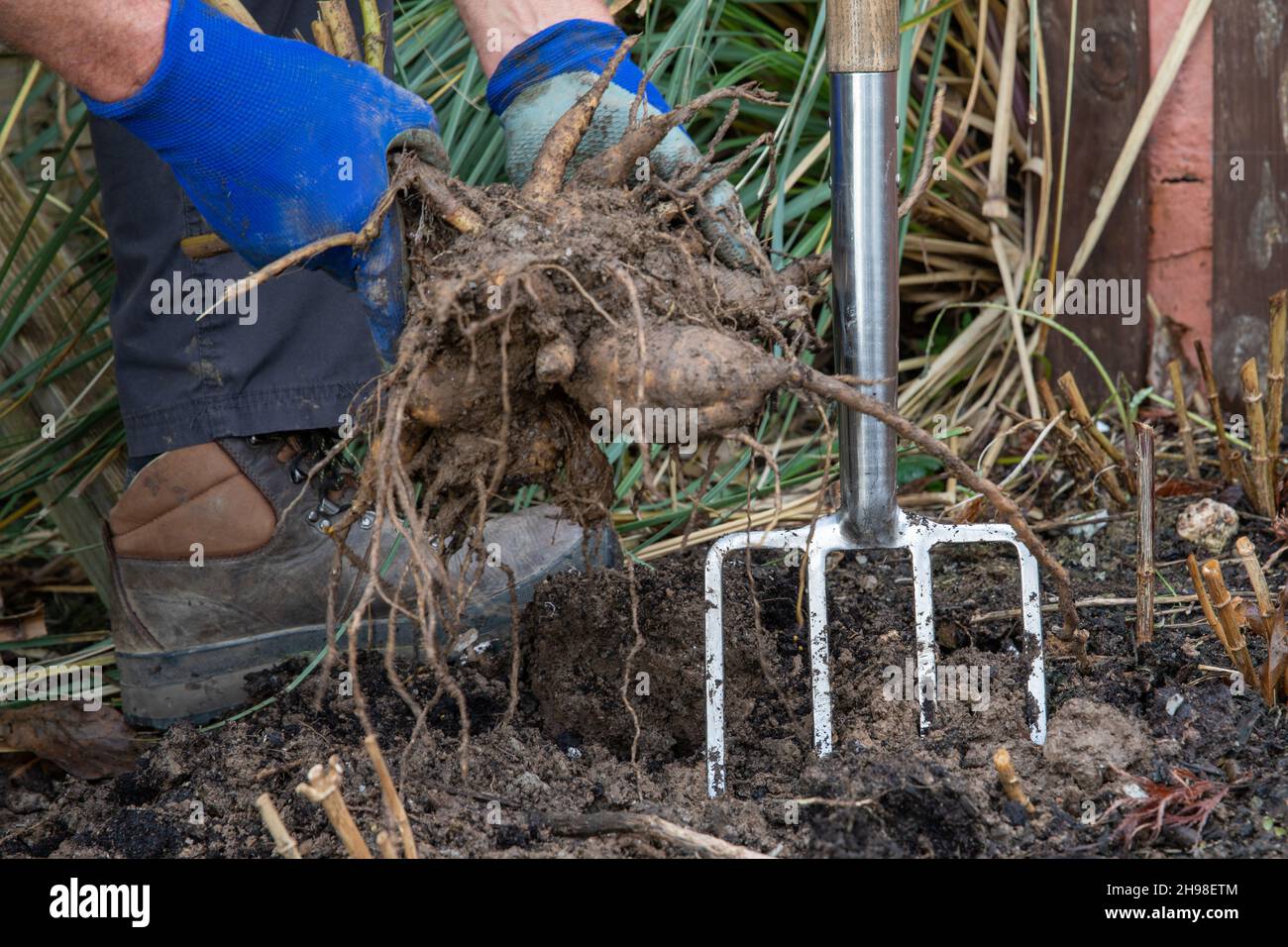 Jardinero sacudiendo el suelo suelto de los tubérculos de dahlia antes del almacenamiento del invierno Foto de stock
