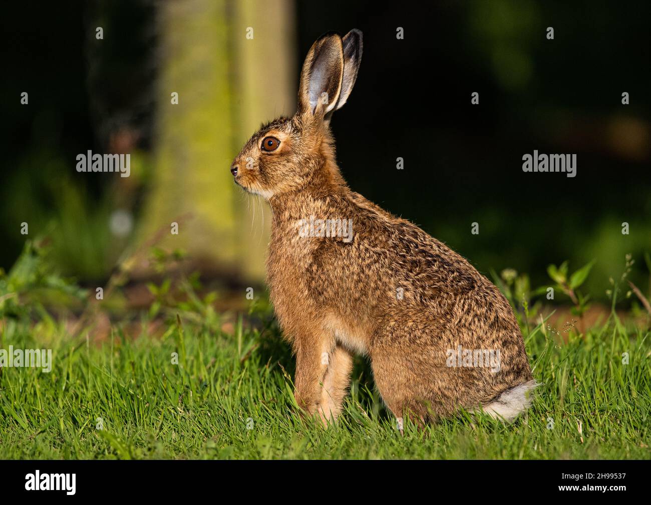 Una hermosa y joven palancada Brown Hare sentado en el huerto de los agricultores. .resaltado por el sol que se pone. Suffolk, Reino Unido. Foto de stock