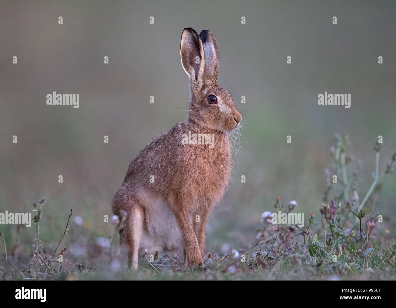 Un primer plano de un joven Brown Hare sentado entre los cardos . Suffolk, Reino Unido Foto de stock