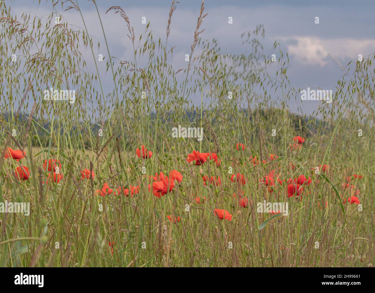 Un margen de campo de amapola roja brillante ( papaver rhoeas ) entre la avena silvestre y las hierbas en un entorno arable . Suffolk, Reino Unido Foto de stock