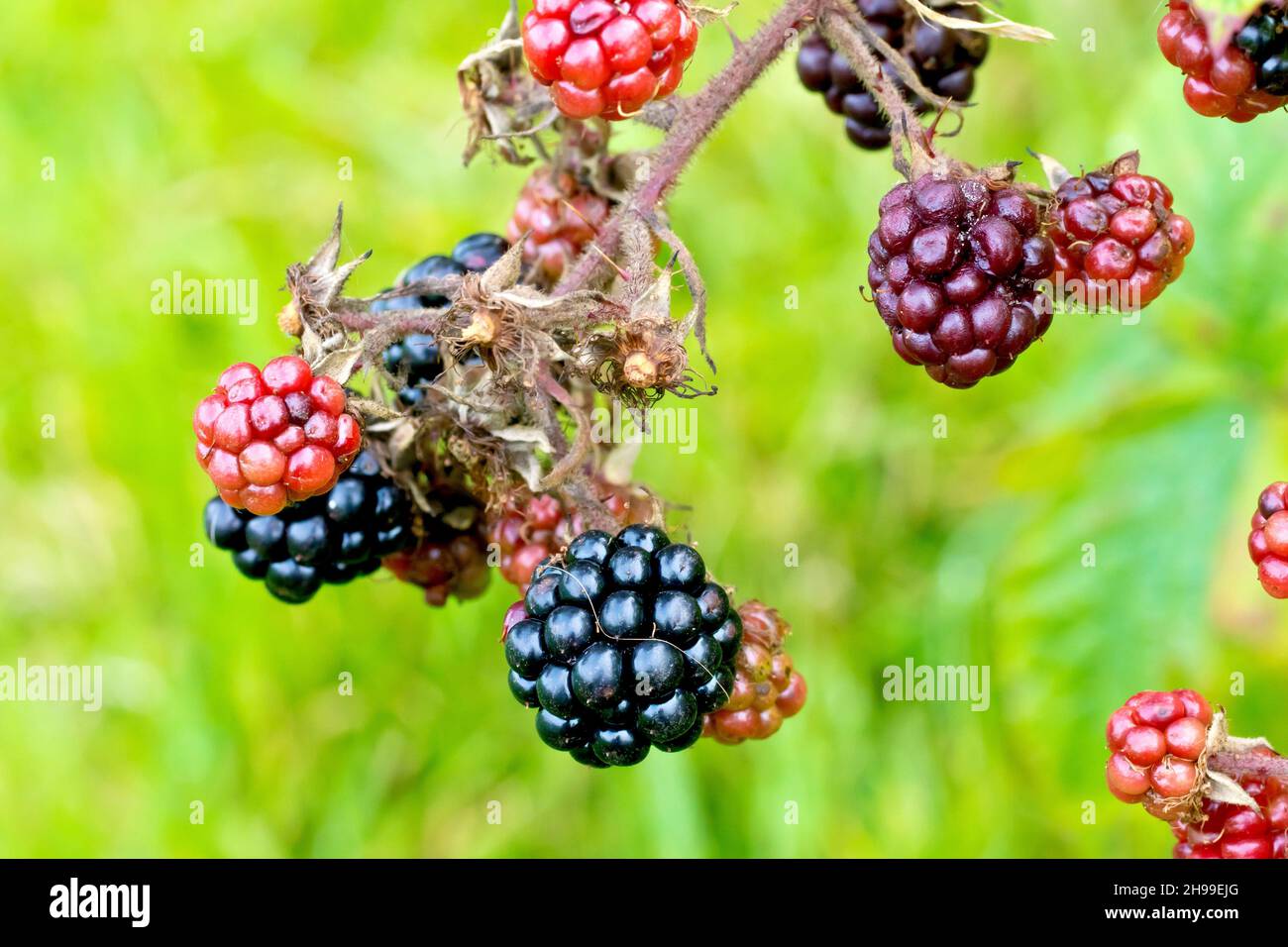BlackBerry o Bramble (rubus fruticosus), cerca de un grupo de moras maduras e inmaduras o de bollería que todavía cuelgan en la planta. Foto de stock