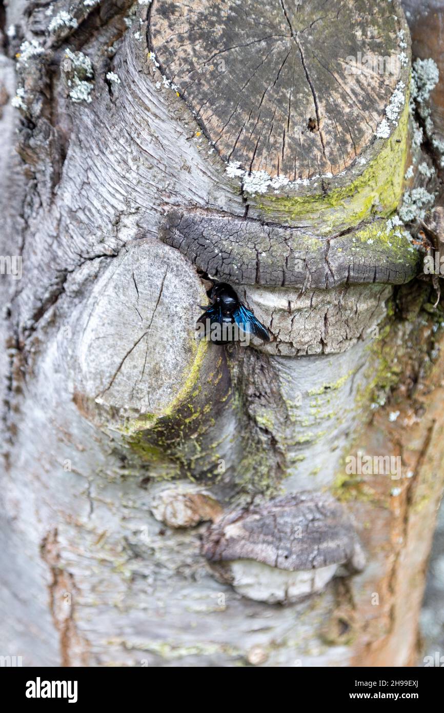 Una maravillosa abeja de madera azul trabaja en el tronco de un viejo árbol. Foto de stock