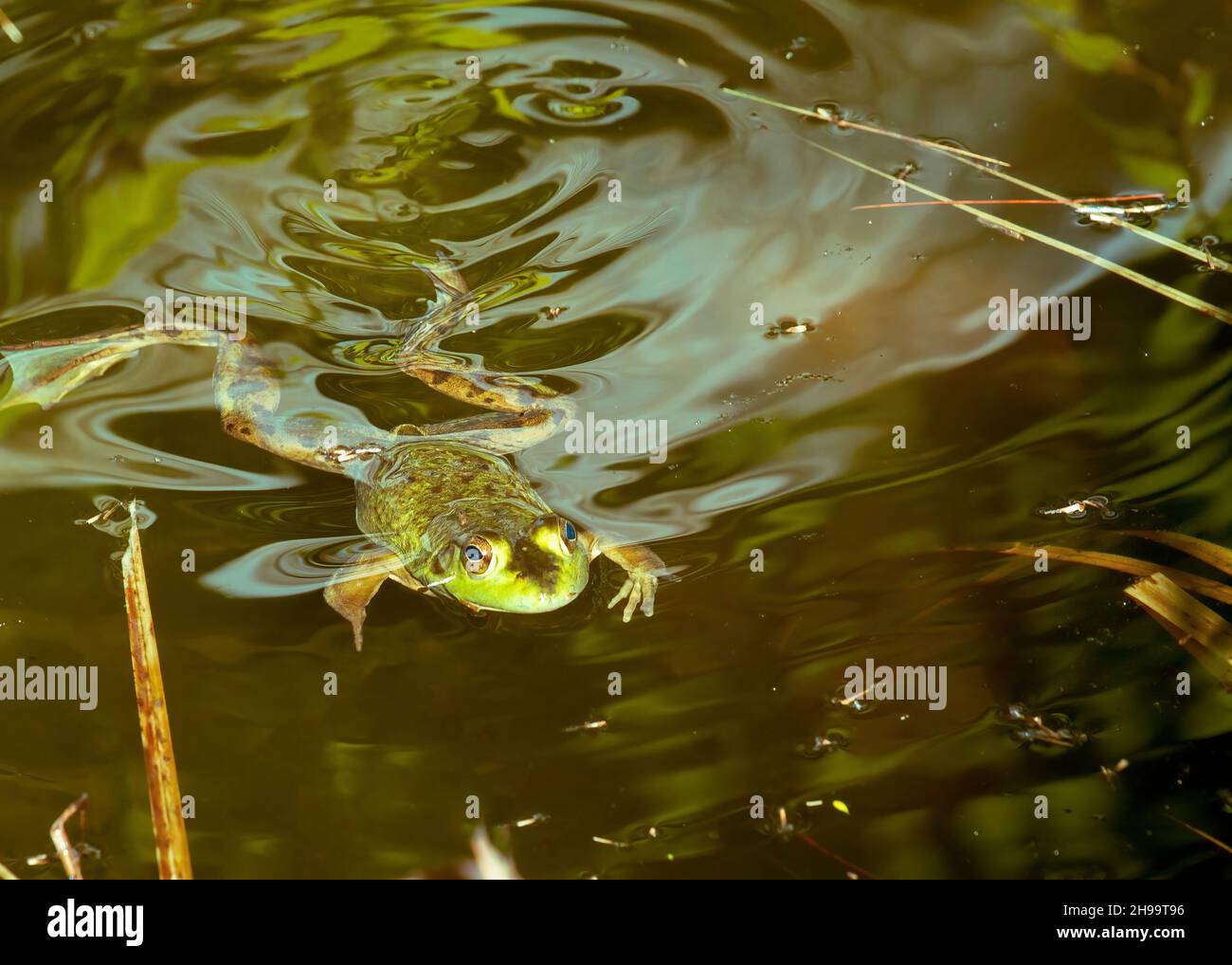 Una rana verde nadando en un pantano. Foto de stock