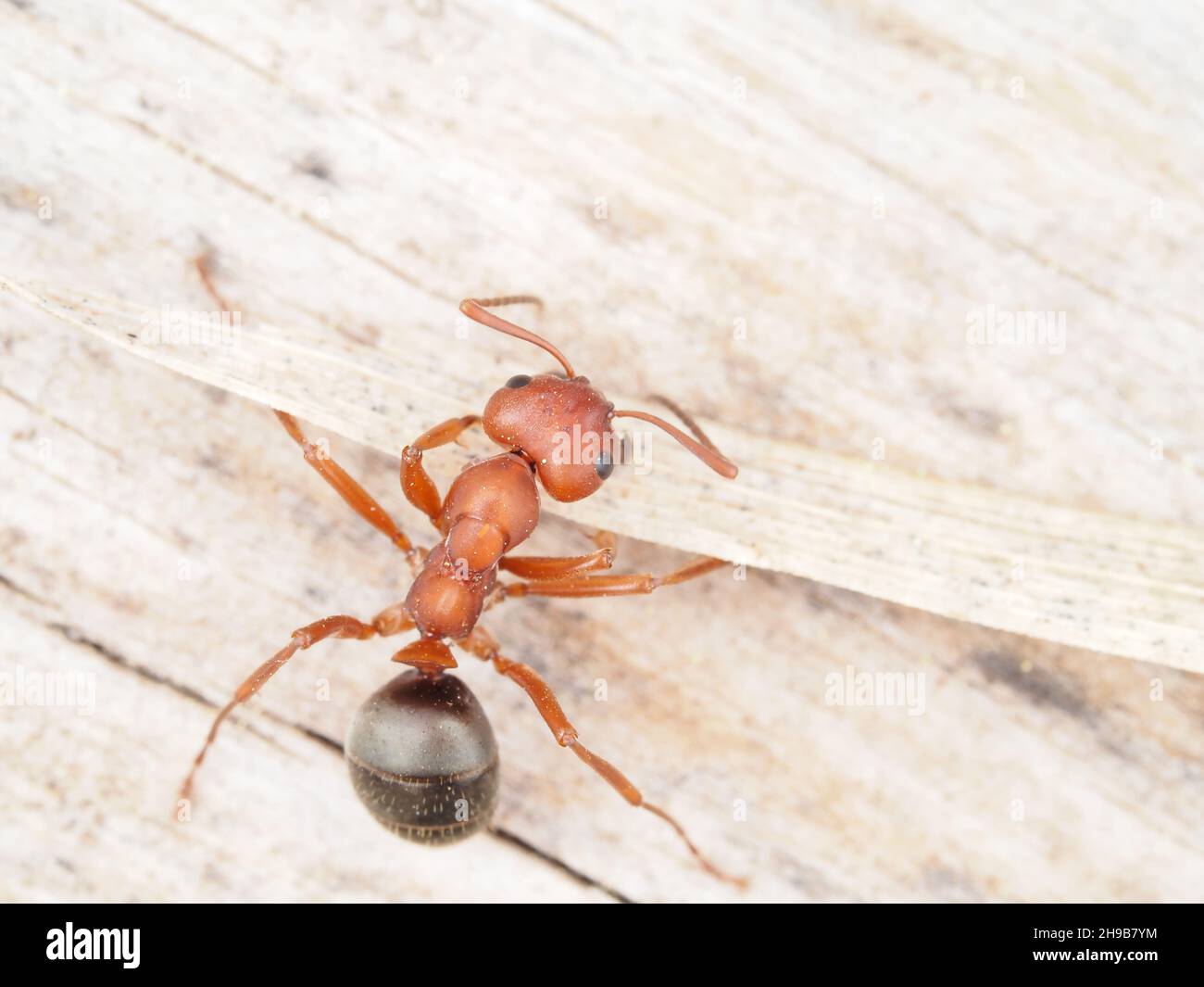 Diminuta hormiga roja-negra, probablemente Formica aserva, en Oregon USA Foto de stock