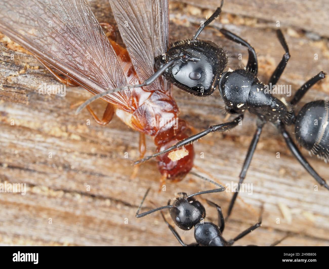 Hormigas carpinteras luchando contra una termita de madera de dampwood Foto de stock