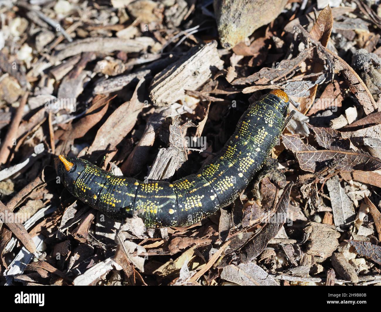Larva de forma negra de Hyles lineata (polilla de esfinge con forro blanco), de aproximadamente 2 pulgadas de longitud Foto de stock