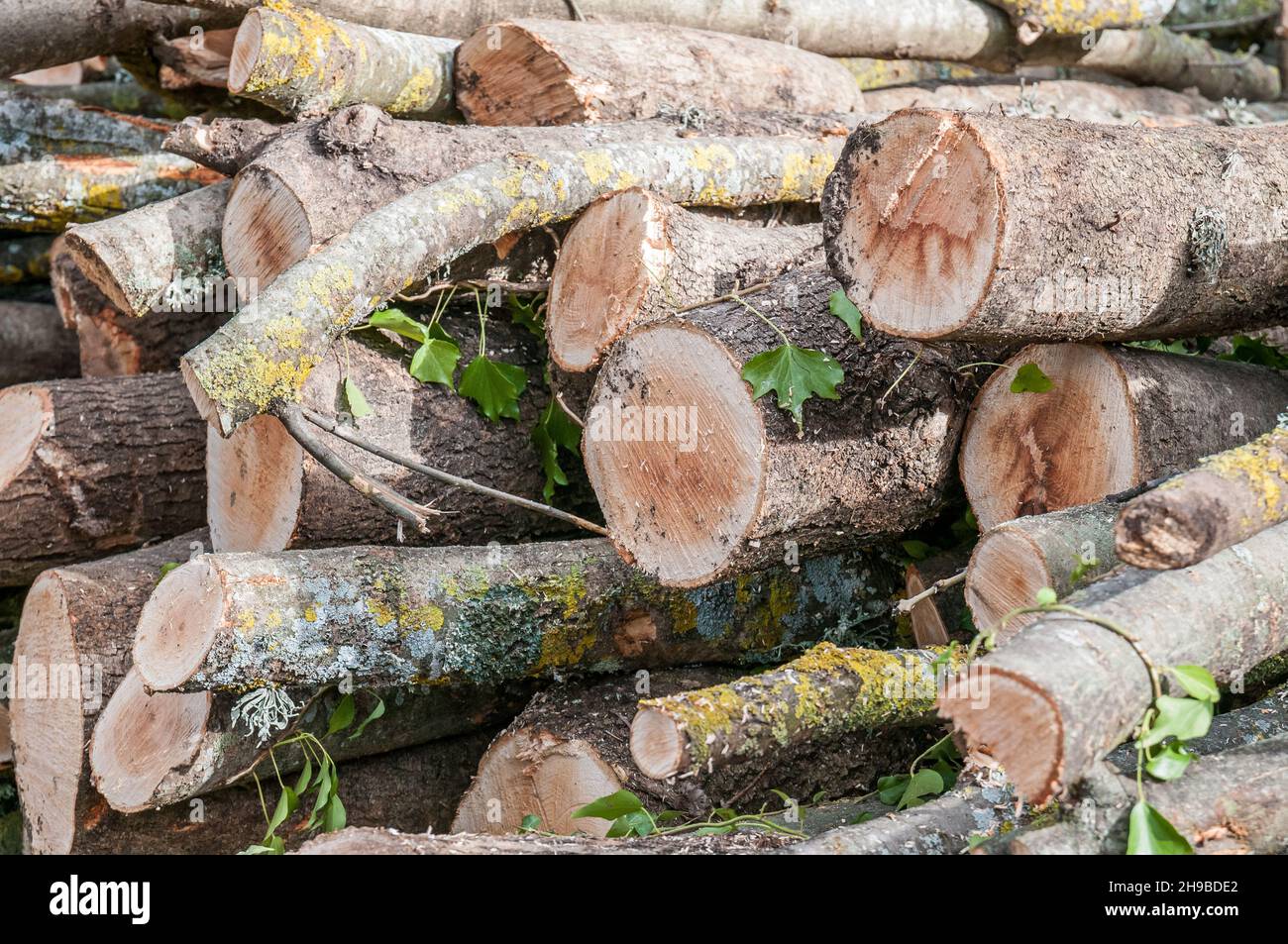 Leña apilada, troncos apilados, en el bosque esperando transporte, el Macizo de Guilleries, Cataluña, España Foto de stock