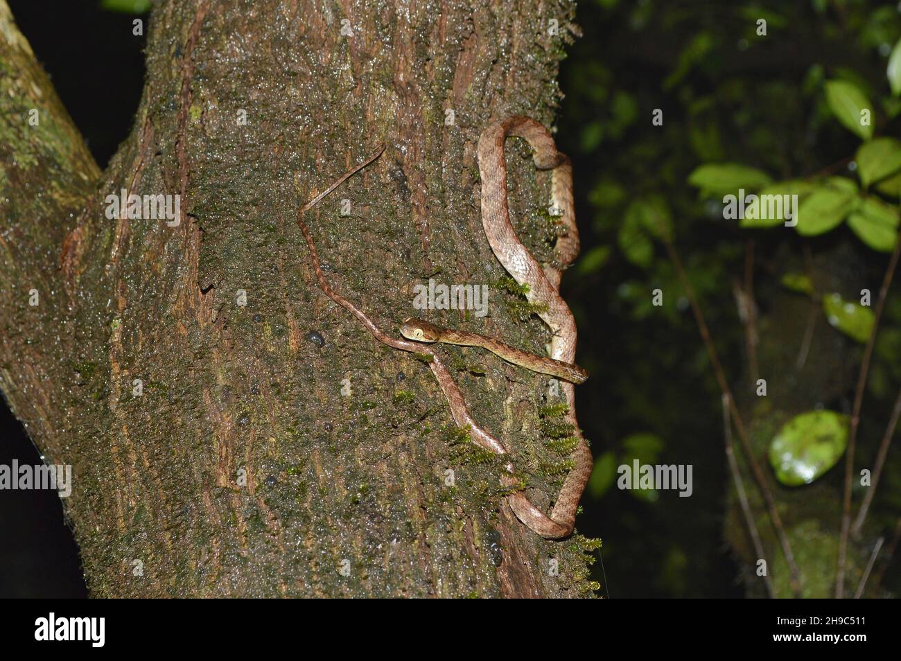 Recientemente se ha descrito la serpiente de gato de Thackeray, Boiga thackerayi, Amboli Maharashtra, India. Endémica de los Ghats occidentales, India. Arboreal y activo en nig Foto de stock