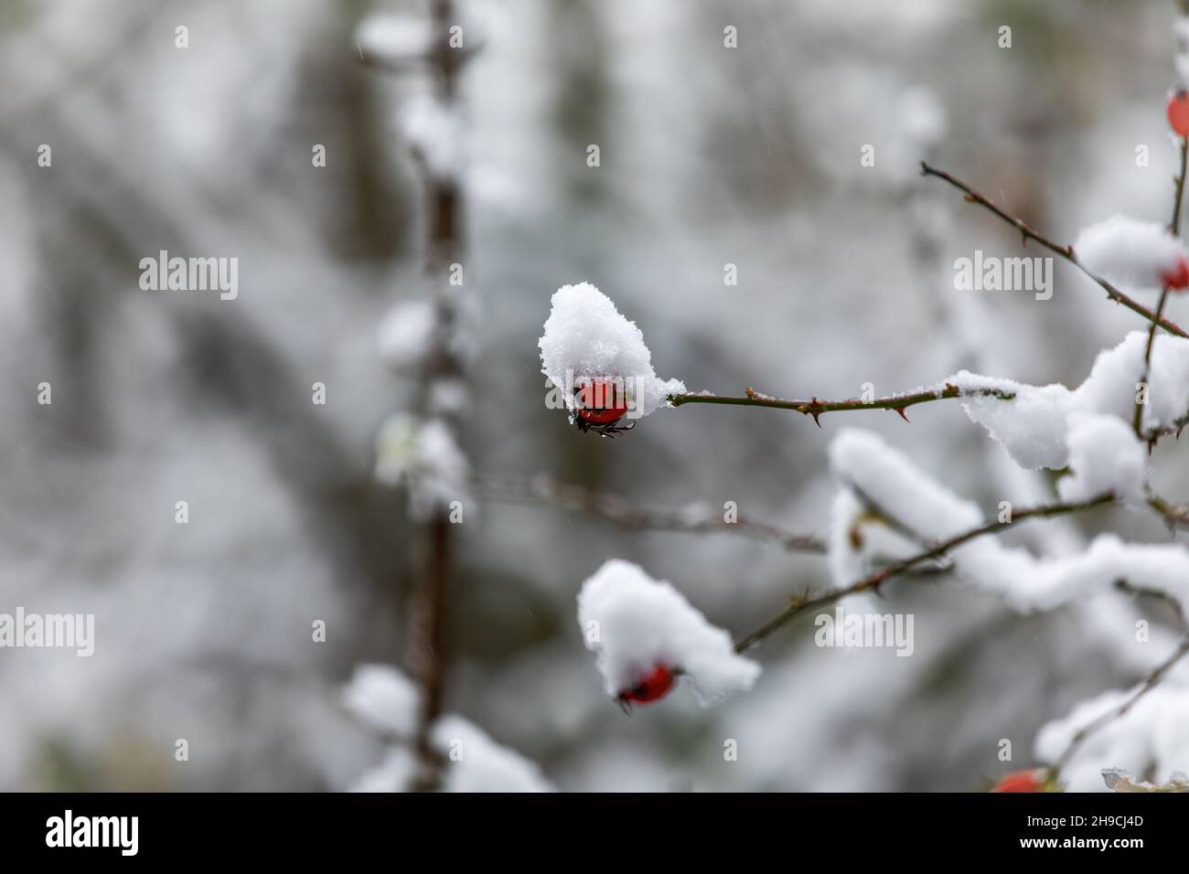 Rosa Bérdoras de cadera cubiertas de nieve, en un hedgerow de campo. REINO UNIDO Foto de stock