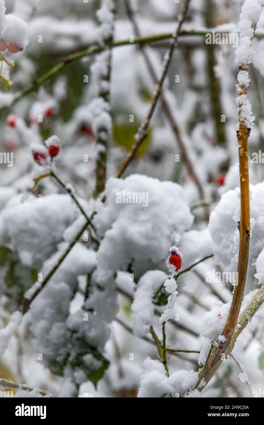 Rosa Bérdoras de cadera cubiertas de nieve, en un hedgerow de campo. REINO UNIDO Foto de stock