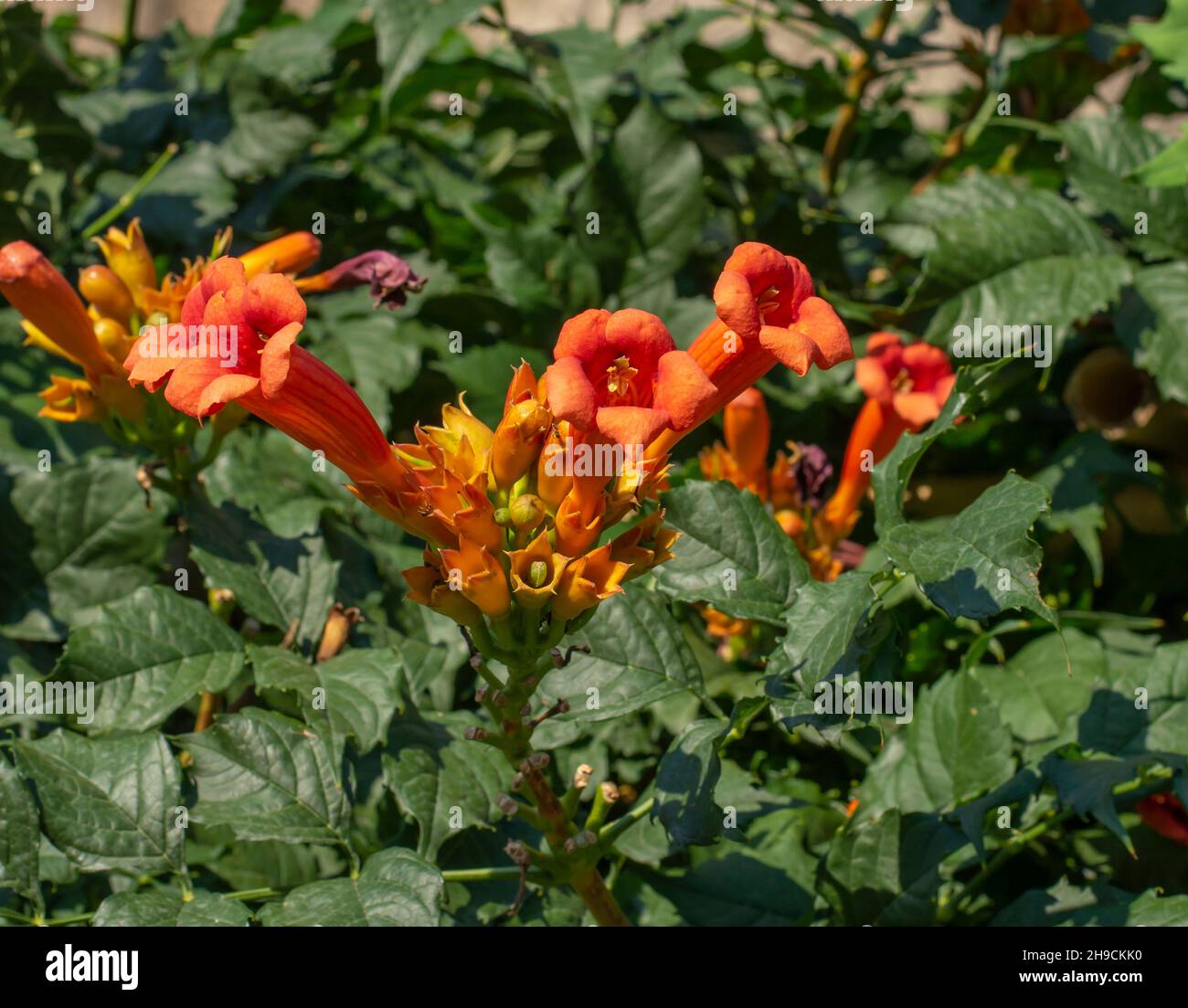 Flores de vid trompeta (Campsis radicans) en el jardín. Floreciente Trumpet reductor. Primer plano. Foto de stock