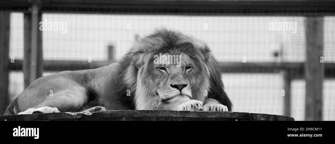 Gran león masculino fotografiado en un zoológico Foto de stock