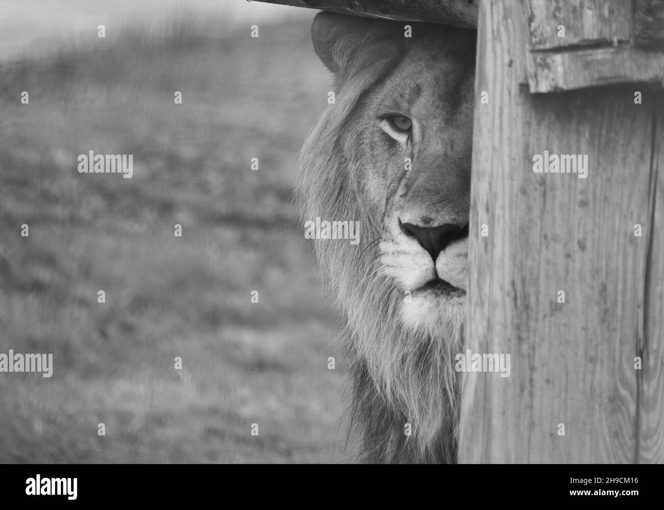 Gran león masculino fotografiado en un zoológico Foto de stock