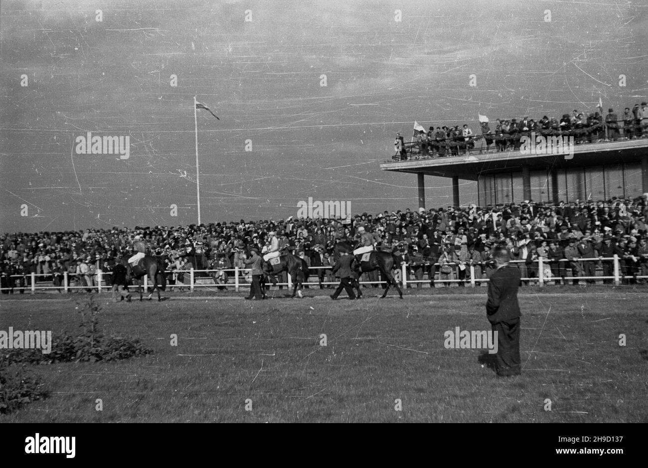 Warszawa, 1947-09-01. Pierwsze powojenne derby na torze wyœcigów konnych na S³u¿ewcu. NZ. Prizentacja koni na padoku. ka PAP Varsovia, 1 de septiembre de 1947. El primer Derby después de la guerra en el hipódromo de Sluzewiec. Foto: Presentación de caballos en el paddock. ka PAP Foto de stock