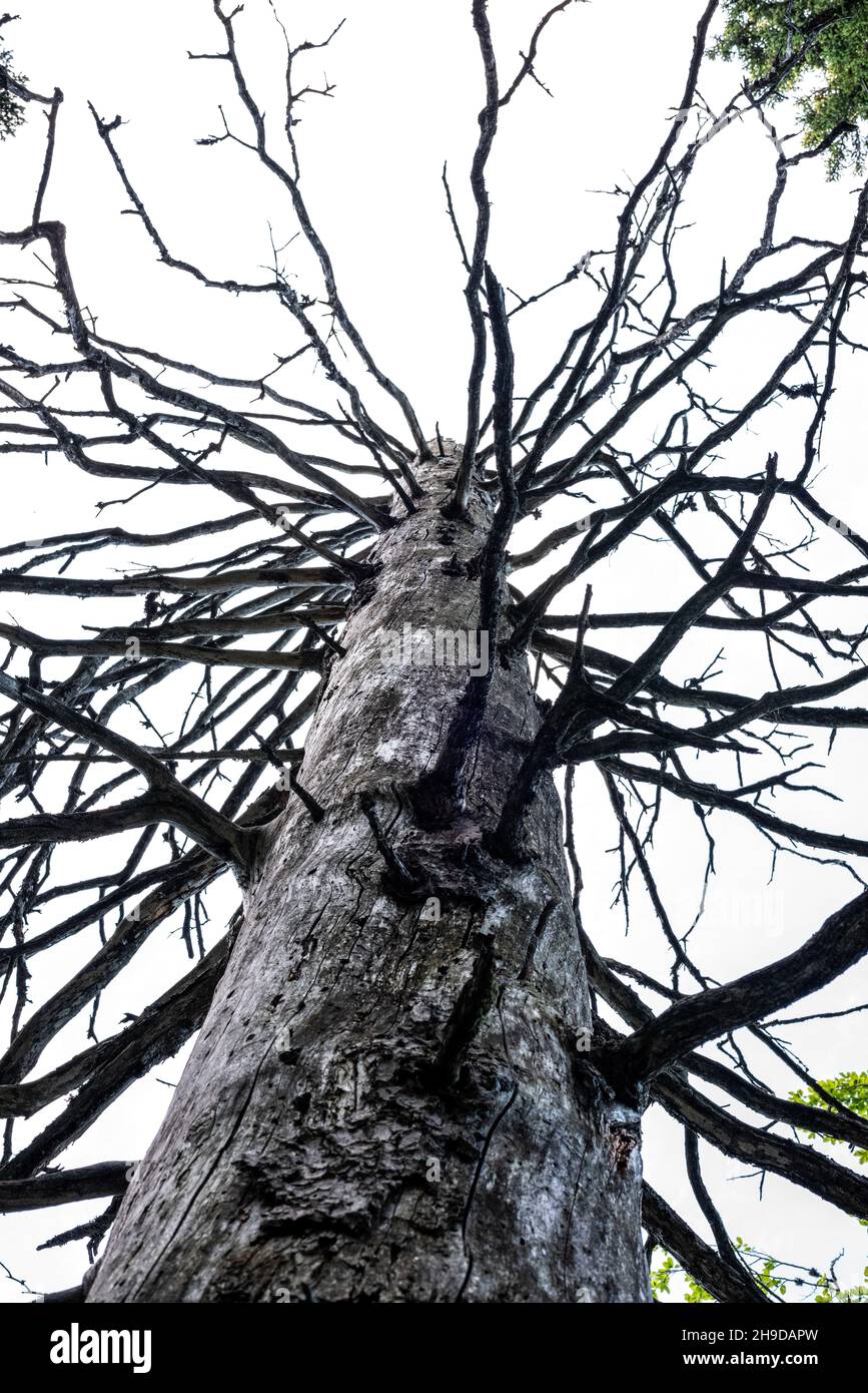 Tronco de árbol con ramas sin hojas de primer plano Vector de stock por  ©grgroupstock 131104908