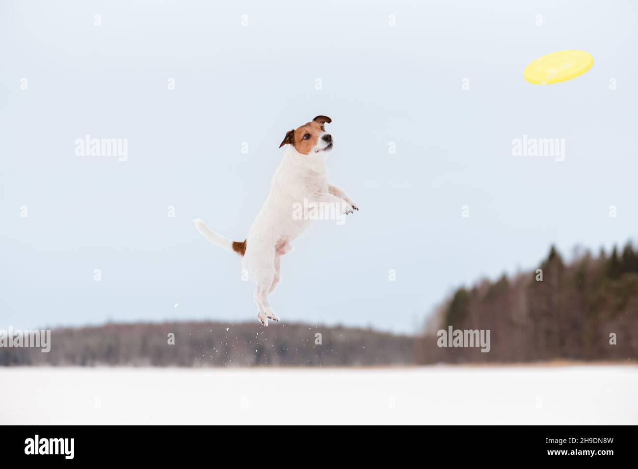 Ágil joven perro saltando para coger el vuelo de disco de plástico jugando en el hielo de lago congelado en el día de invierno Foto de stock