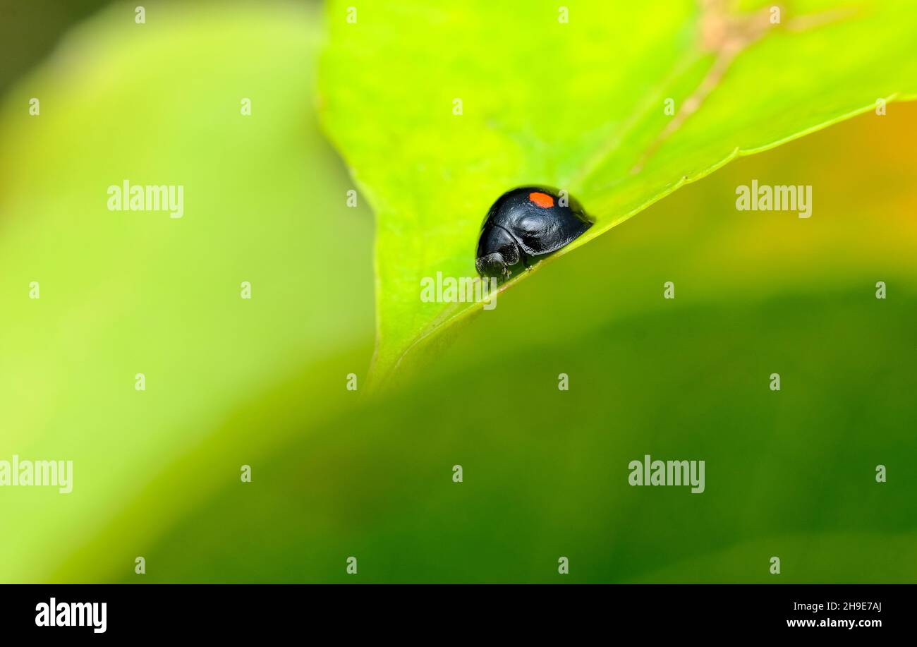 Macro de escarabajo de dama de dos camas en el ambiente natural del hábitat Foto de stock