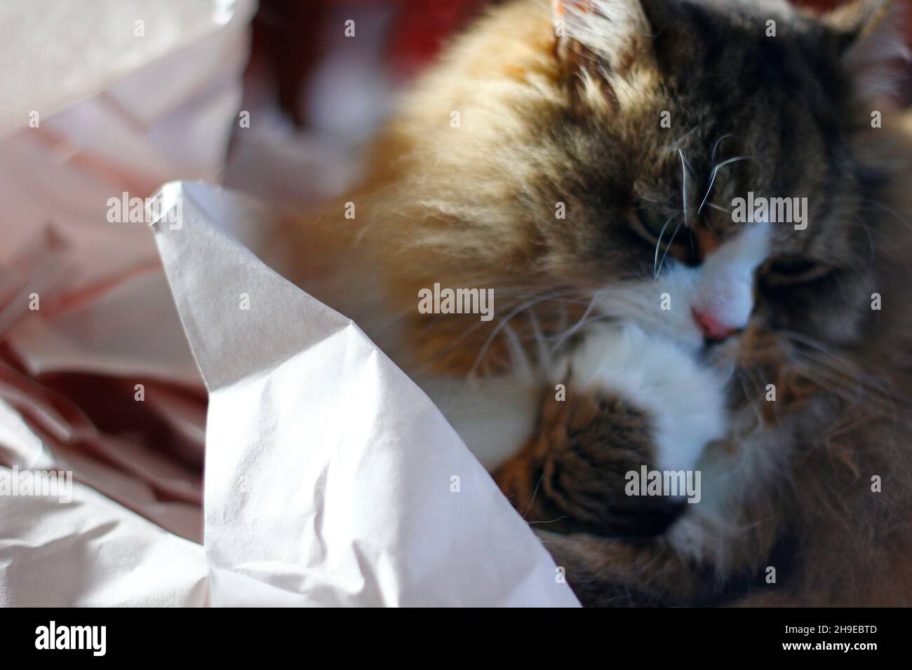 Lindo gato ragamuffin con un montón de papel de amortiguación desmenuzado Foto de stock