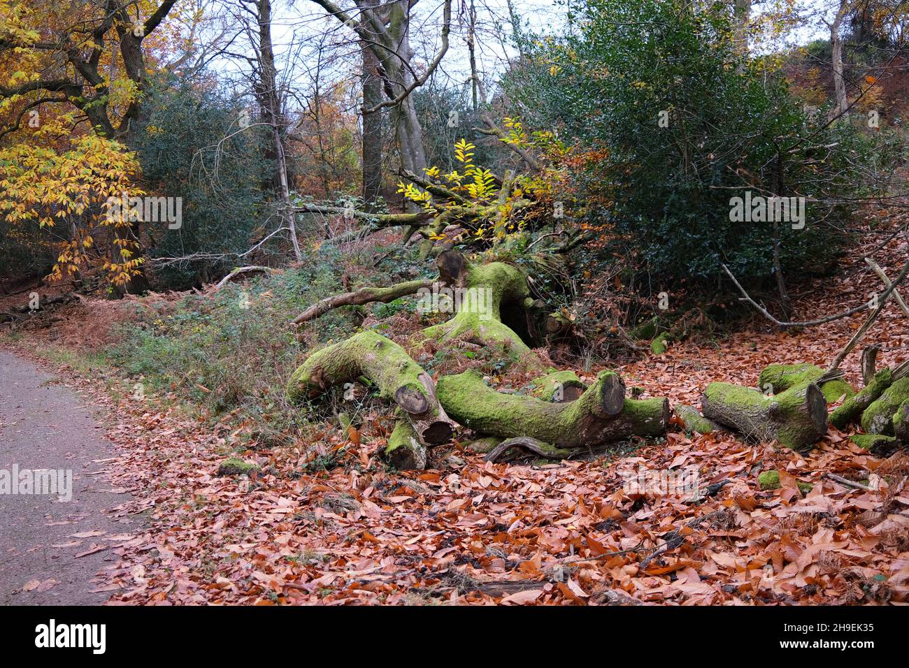 Noviembre de 2021 - tronco de árbol cortado cubierto de musgo después de haber sido dejado durante muchos años en la tierra Bosque de Dean, Gloucestershire, Inglaterra, Reino Unido, Foto de stock