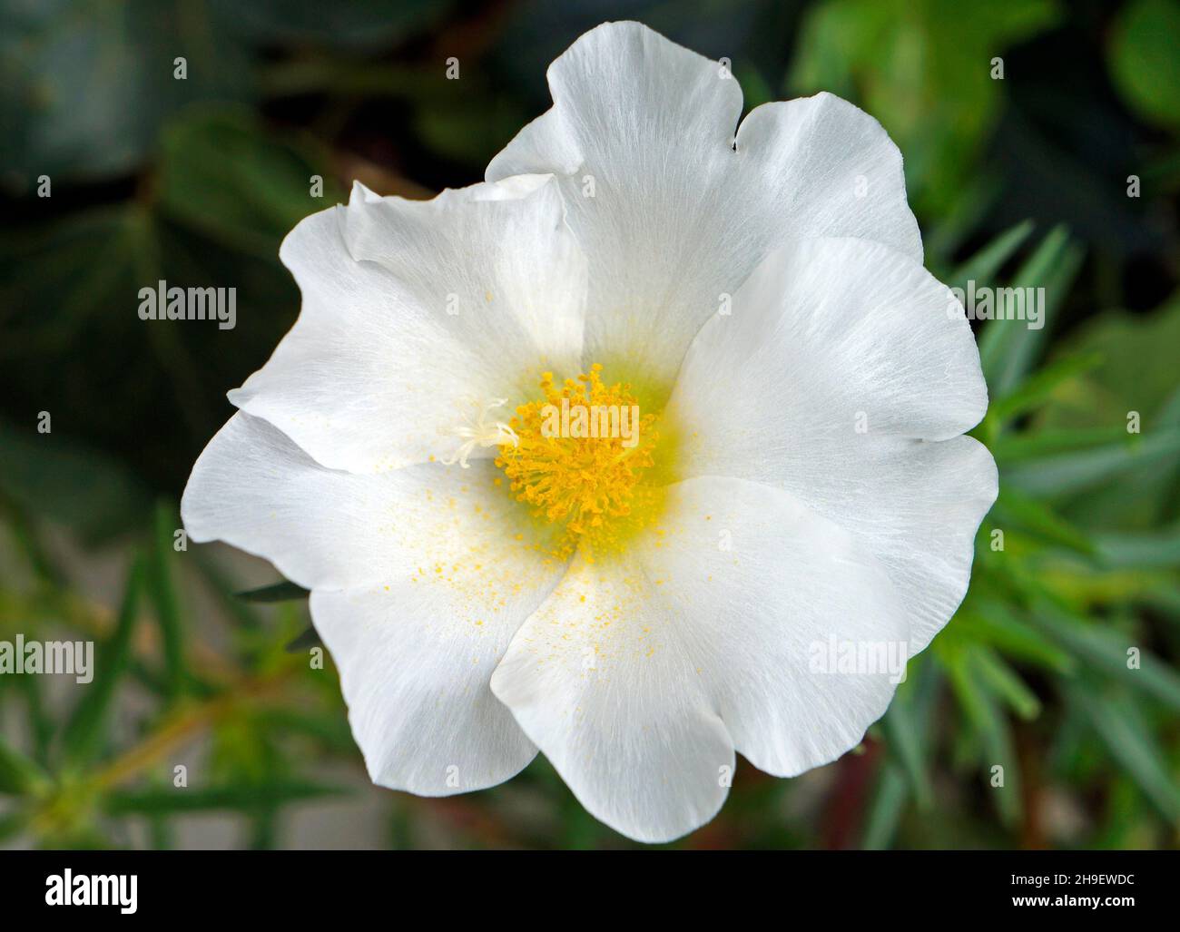 Flor de rosa de musgo blanco (Portolaca grandiflora) Foto de stock