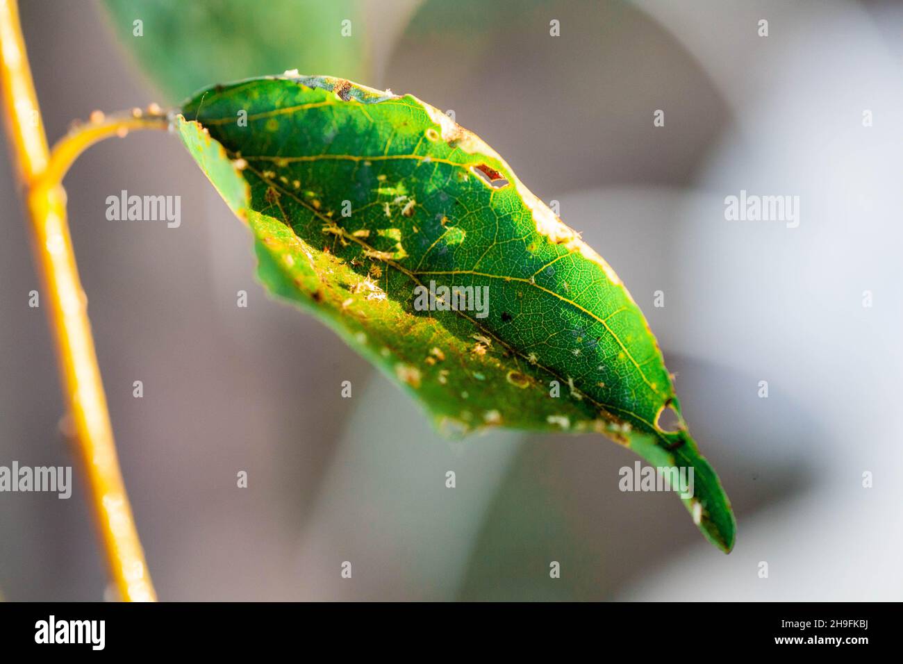 Áfidos hojas dañadas por plagas y enfermedades. La colonia Aphidoidea daña los árboles en el jardín al comer hojas. Plaga peligrosa de plantas cultivadas comiendo jugo vegetal. Foto de stock