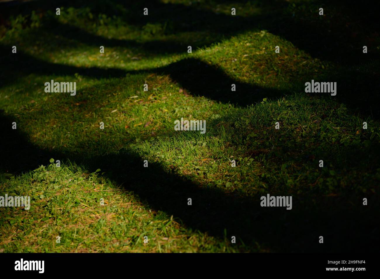 hermosa hierba verde en colinas onduladas iluminada con luz del atardecer con sombras oscuras y profundas de los árboles Foto de stock