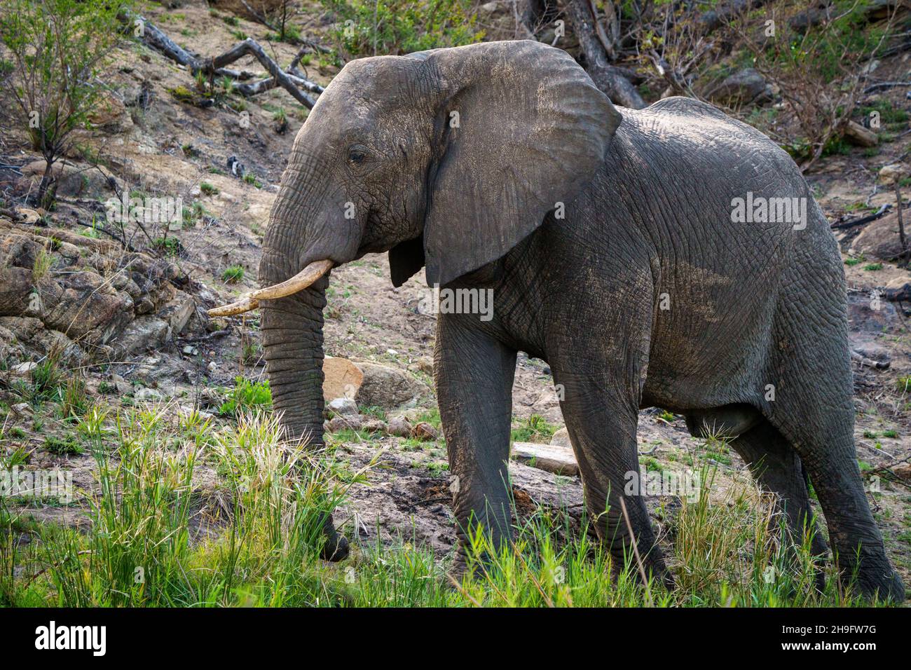 Alimentación de elefantes de arbustos africanos o elefantes de sabana africanos (Loxodonta africana). Mpumalanga. Sudáfrica. Foto de stock