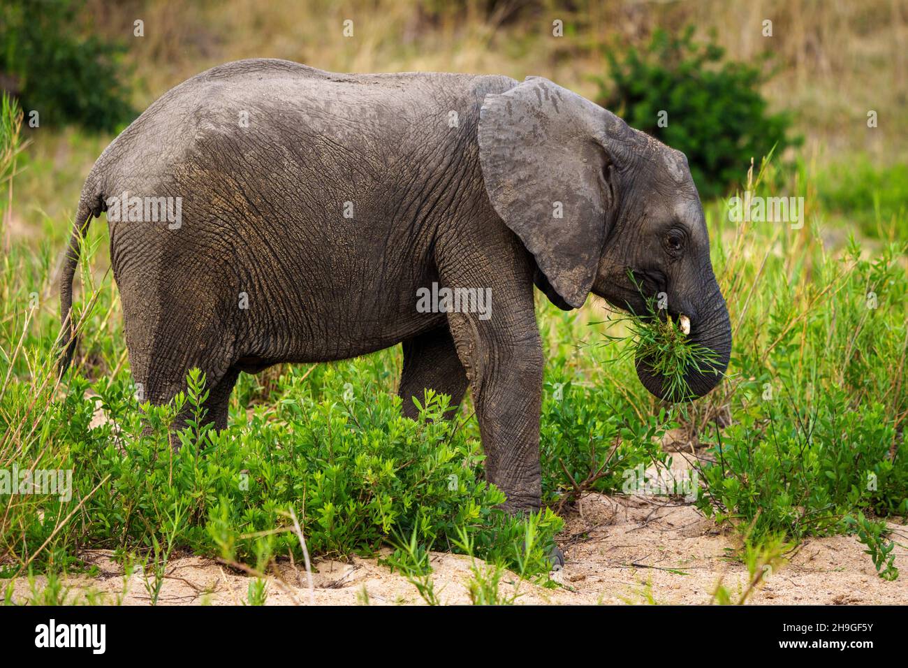 Alimentación de elefantes de arbustos africanos o elefantes de sabana africanos (Loxodonta africana). Mpumalanga. Sudáfrica. Foto de stock