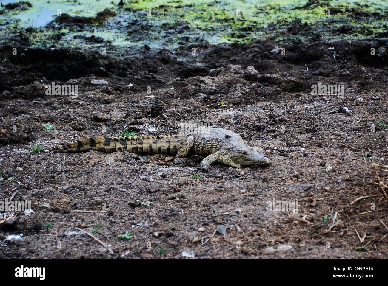 El cocodrilo grande, Crocodylidae, también el cocodrilo verdadero es un reptiles semiacuáticos grandes, que se encuentran en una orilla del río en África Foto de stock