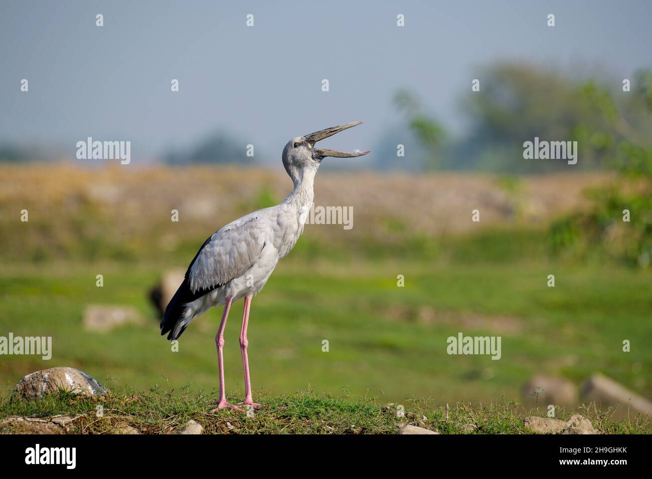 Asia openbill o Asia openbill stork, Anastomus oscitans, Bhigwan, Pune, Maharashtra, India Foto de stock