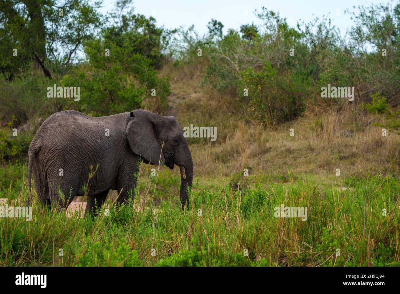 Elefante africano de monte o elefante africano de sabana (Loxodonta africana). Mpumalanga. Sudáfrica. Foto de stock