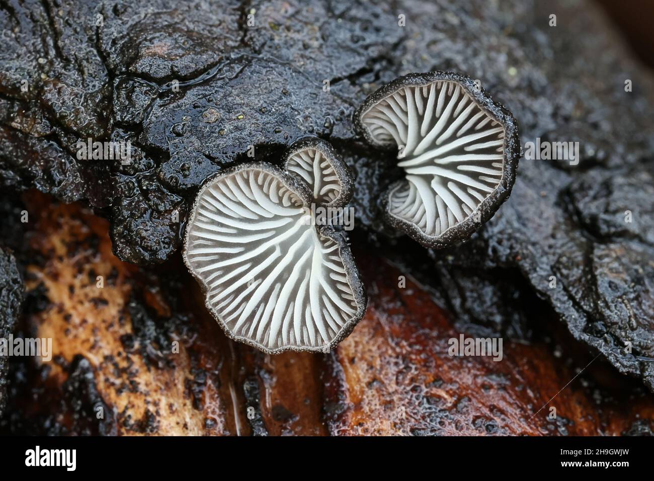 Hohenbuehelia atroerulea, un hongo de ostras diminutas de Finlandia, no tiene un nombre común en inglés Foto de stock