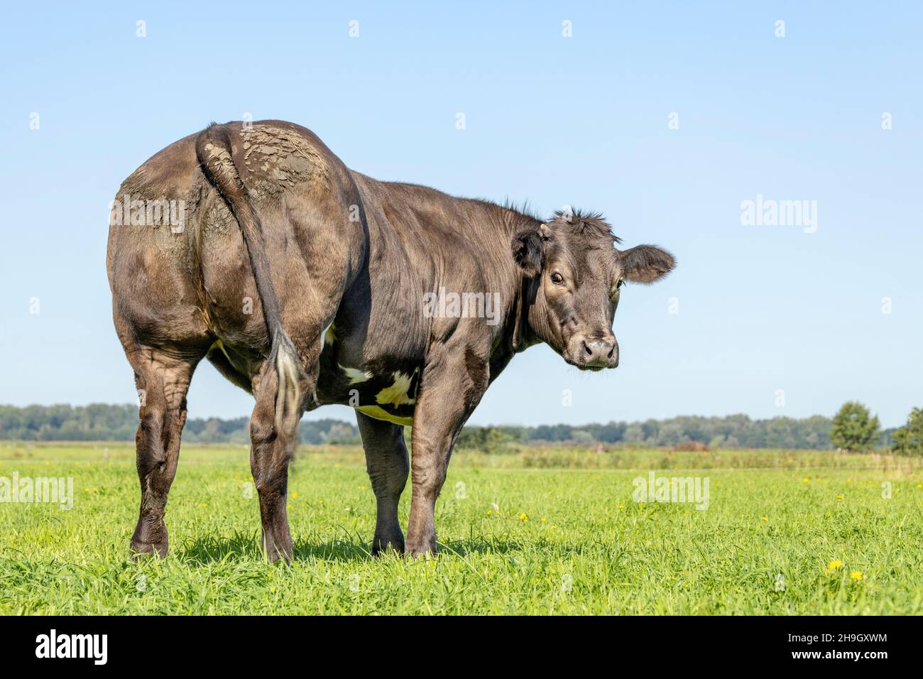 Vaca de ternera negra de detrás, nalgas grandes, mirando hacia atrás en un campo verde, bajo un cielo azul Foto de stock