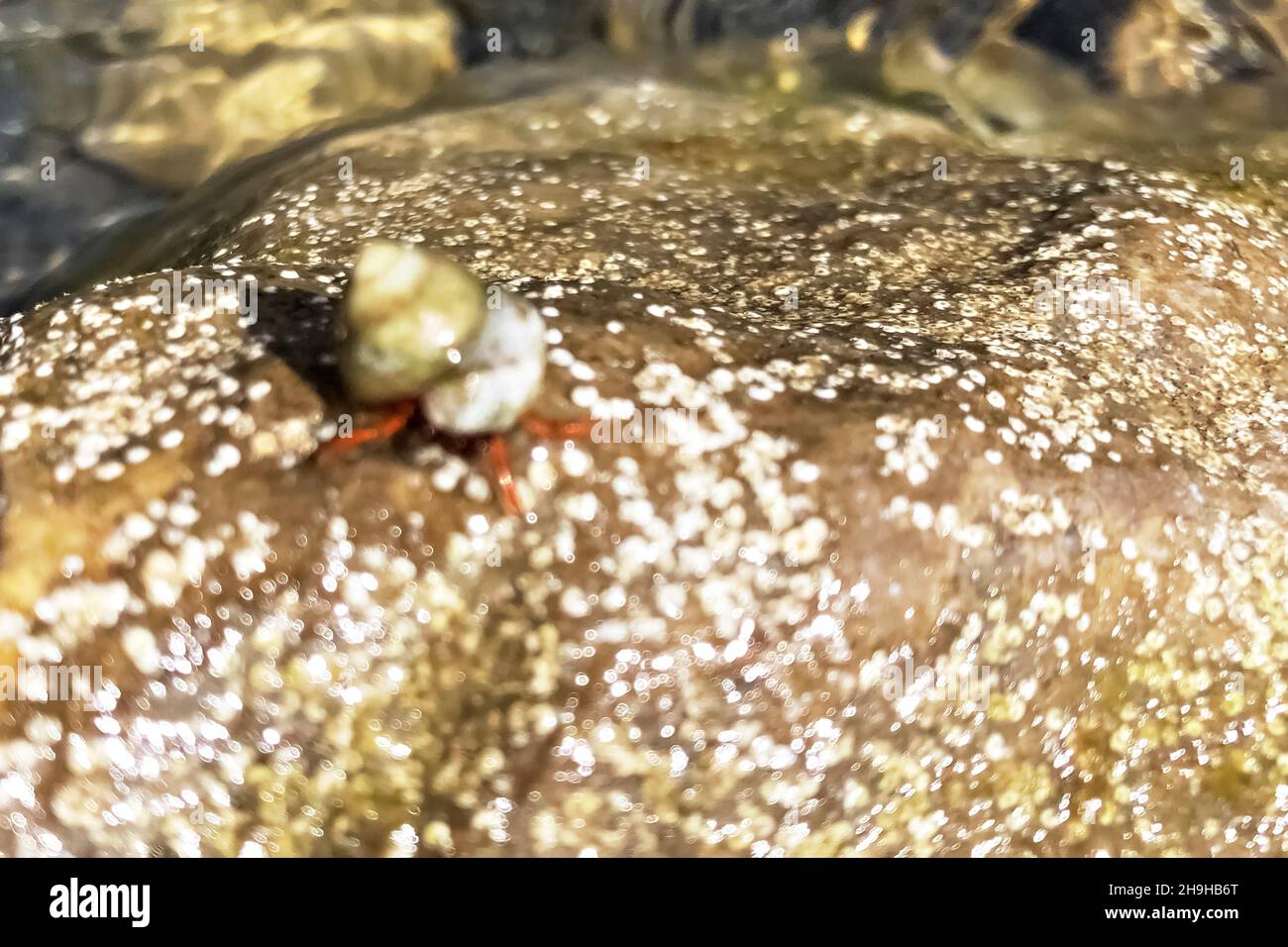 Un pequeño cangrejo de mar en una piedra húmeda. Fauna marina. Desenfocado Foto de stock