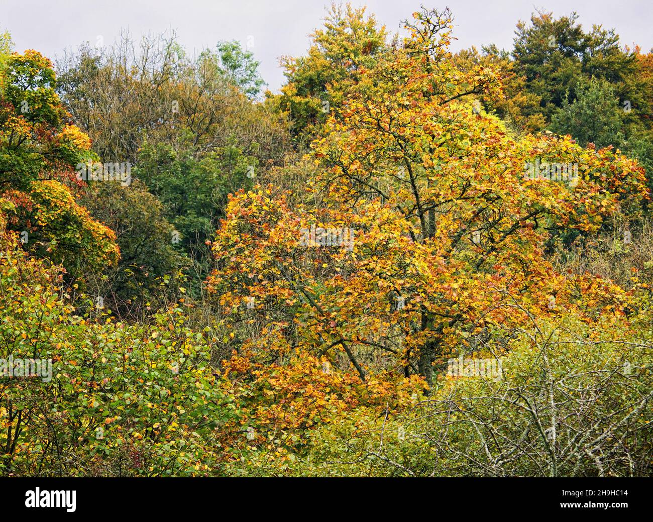 Colores otoñales rodeados de vegetación en un denso bosque Foto de stock