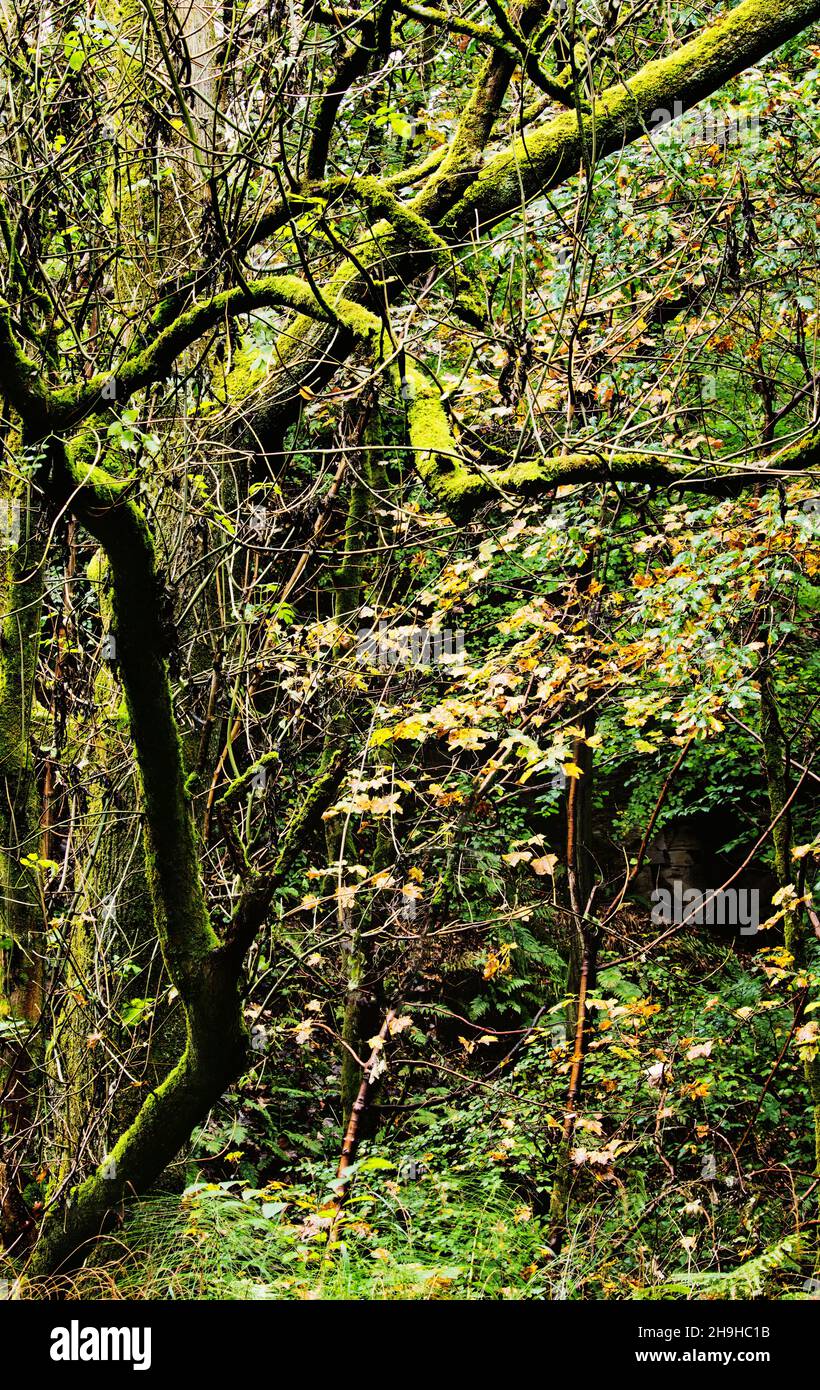 Ramas estériles moldeadas de un árbol en otoño Foto de stock