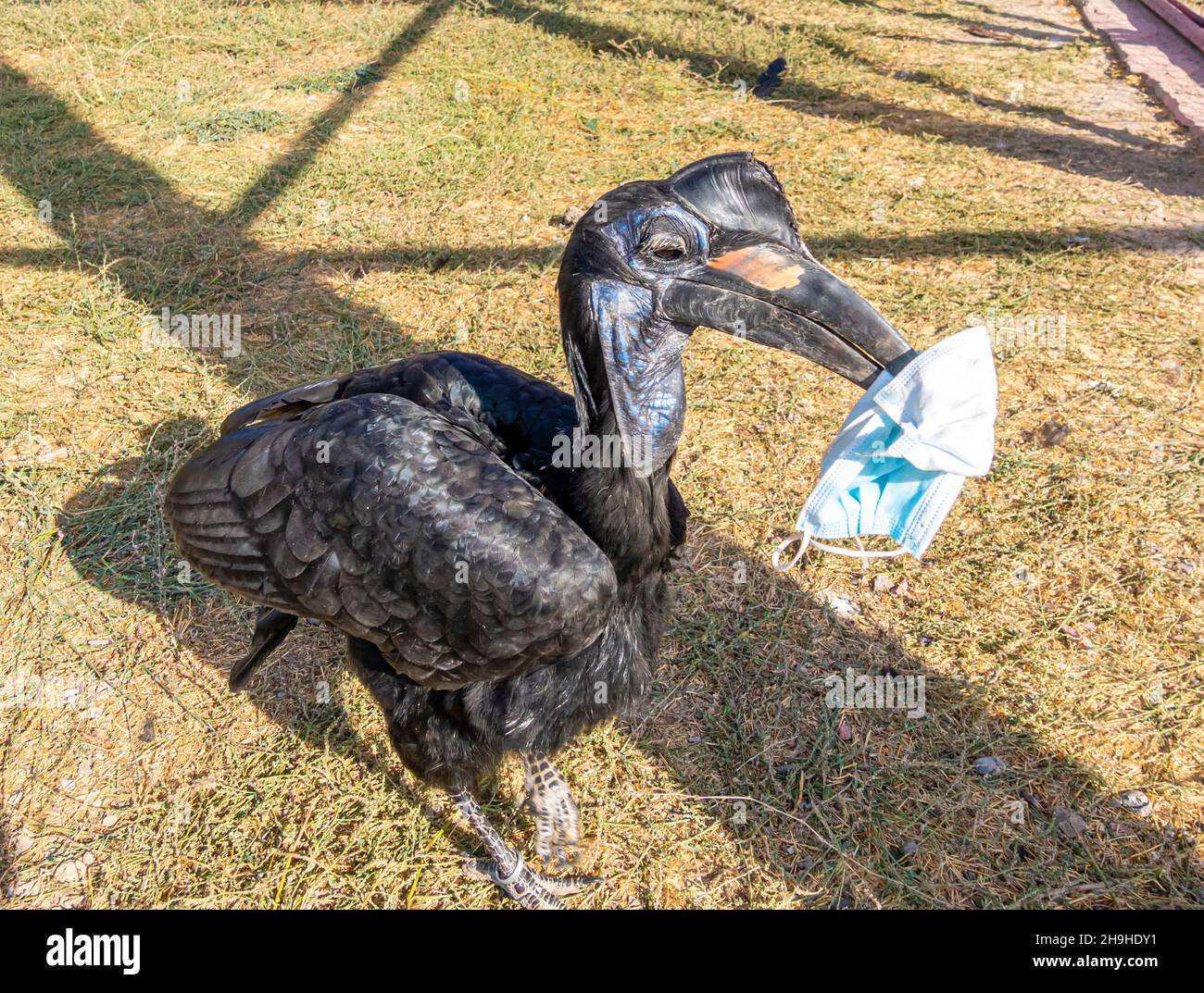 Pico de cuerno de tierra abissiniano o pico de caballo de tierra norte (Bucorvus abyssinicus), pájaro con una máscara facial en su pico. Zoológico Shymkent, Kazajstán. R Foto de stock