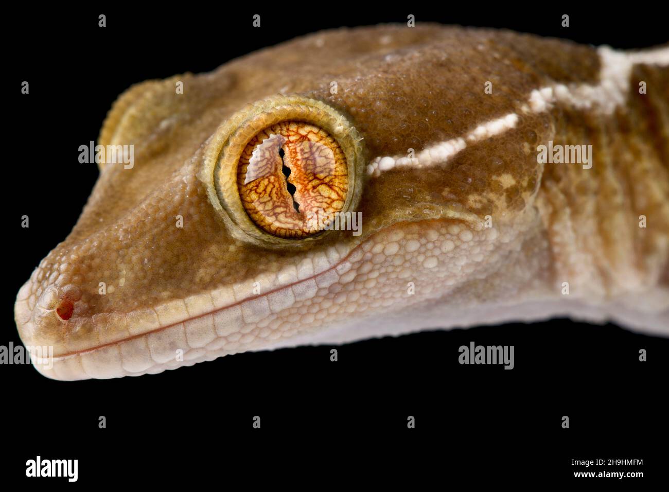 Gecko forrado (Gekko vittatus) Foto de stock