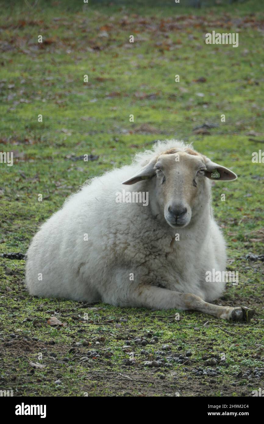ovejas está tumbado en el prado y mirando directamente a la cámara. Foto de stock