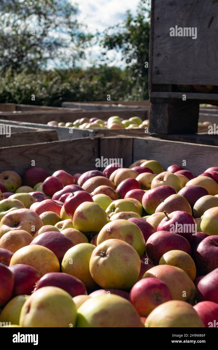 Cajas de muchas manzanas rojas y amarillas en una granja Foto de stock