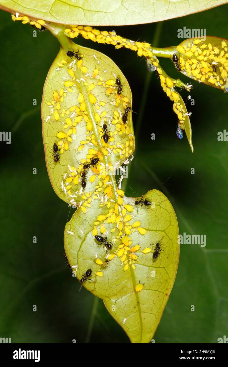 Valentine Ants, Crematogaster laeviceps, cultivo Los áfidos amarillos también llamados los áfidos de Milkweed, APHIS nerii. Consulte a continuación la descripción del comportamiento. Foto de stock