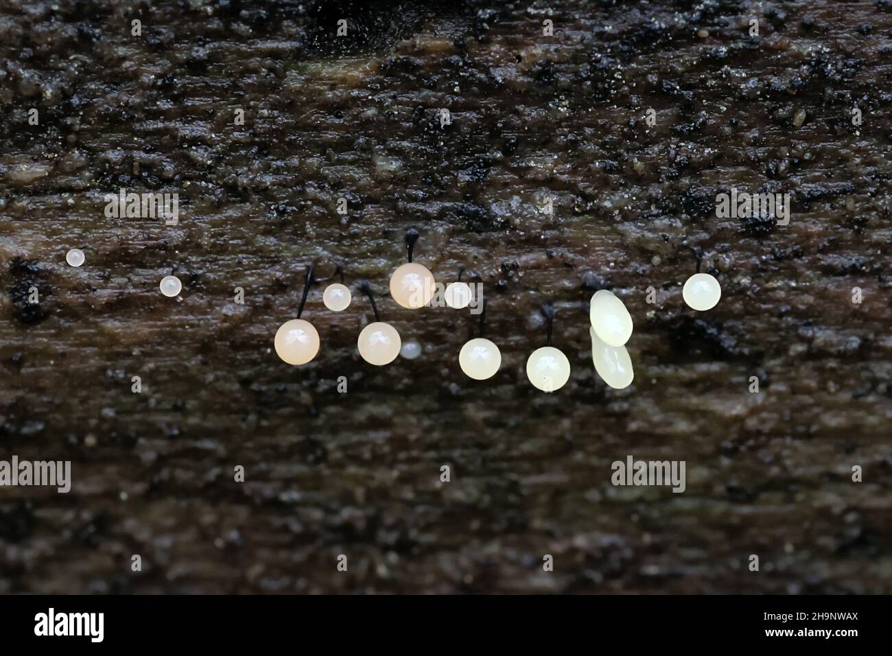 Comatricha nigra, un molde de slime plasmodial, esporangios en spruce log en Finlandia Foto de stock